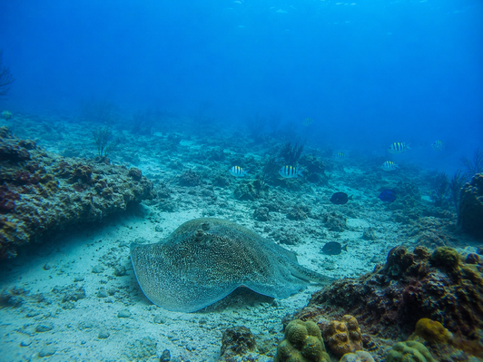 El Niño dive site in Punta Cana