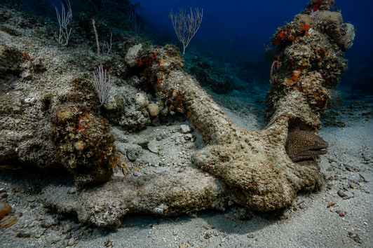 Anchor Reef dive site in Punta Cana
