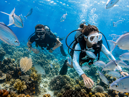 The Aquarium Catalina Island diving