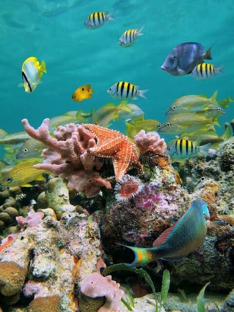 Snorkeling Samaná in Samaná