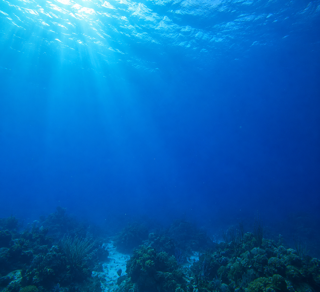Park Reef diving in Punta Cana