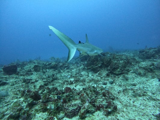 Shark Point dive site in Punta Cana