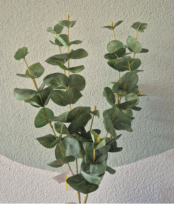 Eucalyptus Groen