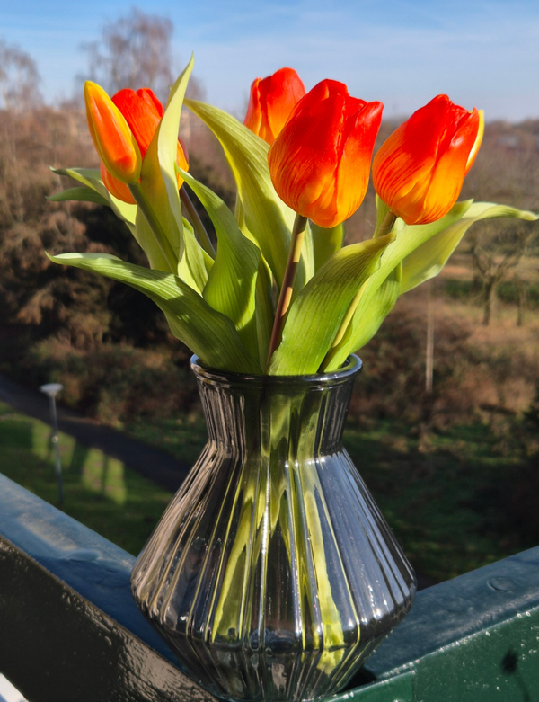 Tulp oranje