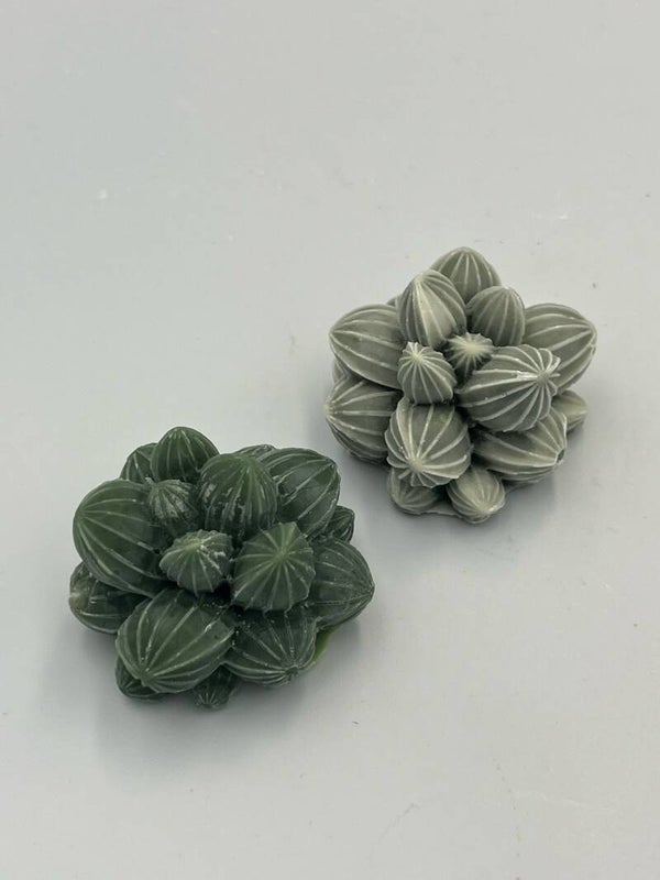 Succulent C/D set á 2 stuks