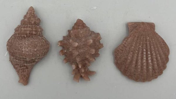 Schelpjes 3 stuks bruin A