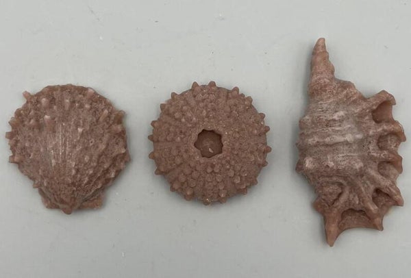 Schelpjes 3 stuks bruin B