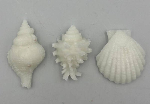 Schelpjes 3 stuks wit A