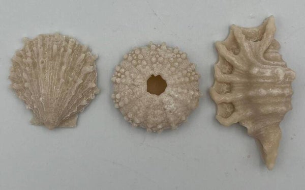 Schelpjes 3 stuks zand B