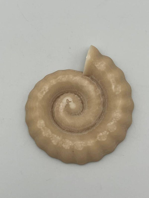 Grote slakkenschelp zand