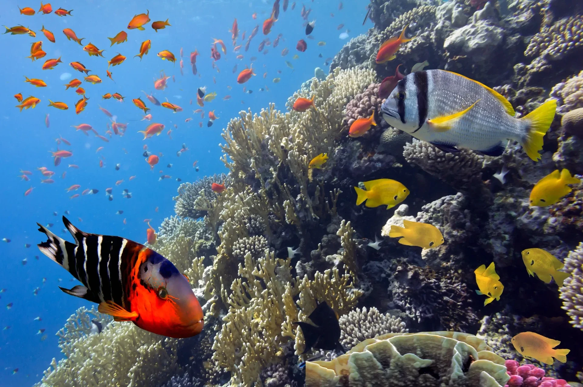 Luxury Isla Mujeres Fauna