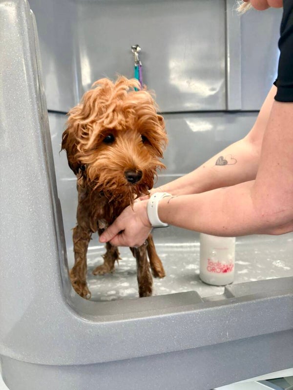 Puppygewenning