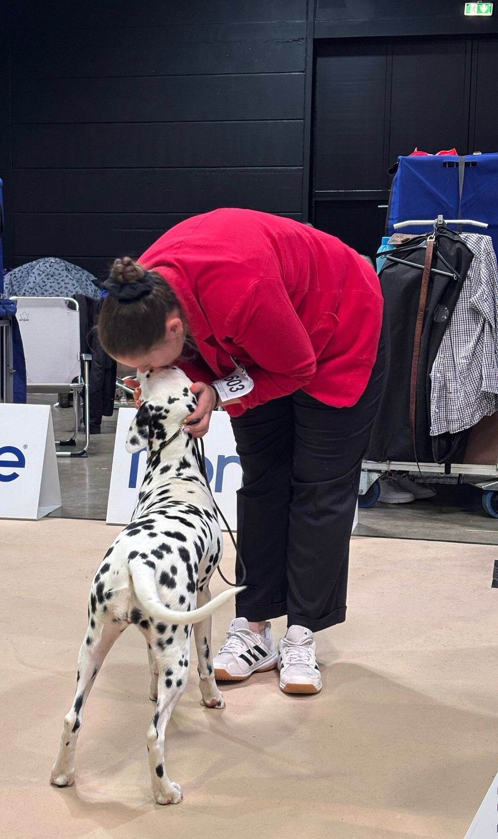DalmatiΓ«r fokker/ Liefde voor dalmatiΓ«rs/ dogshow/ Dalmacademy's Perfect Picture