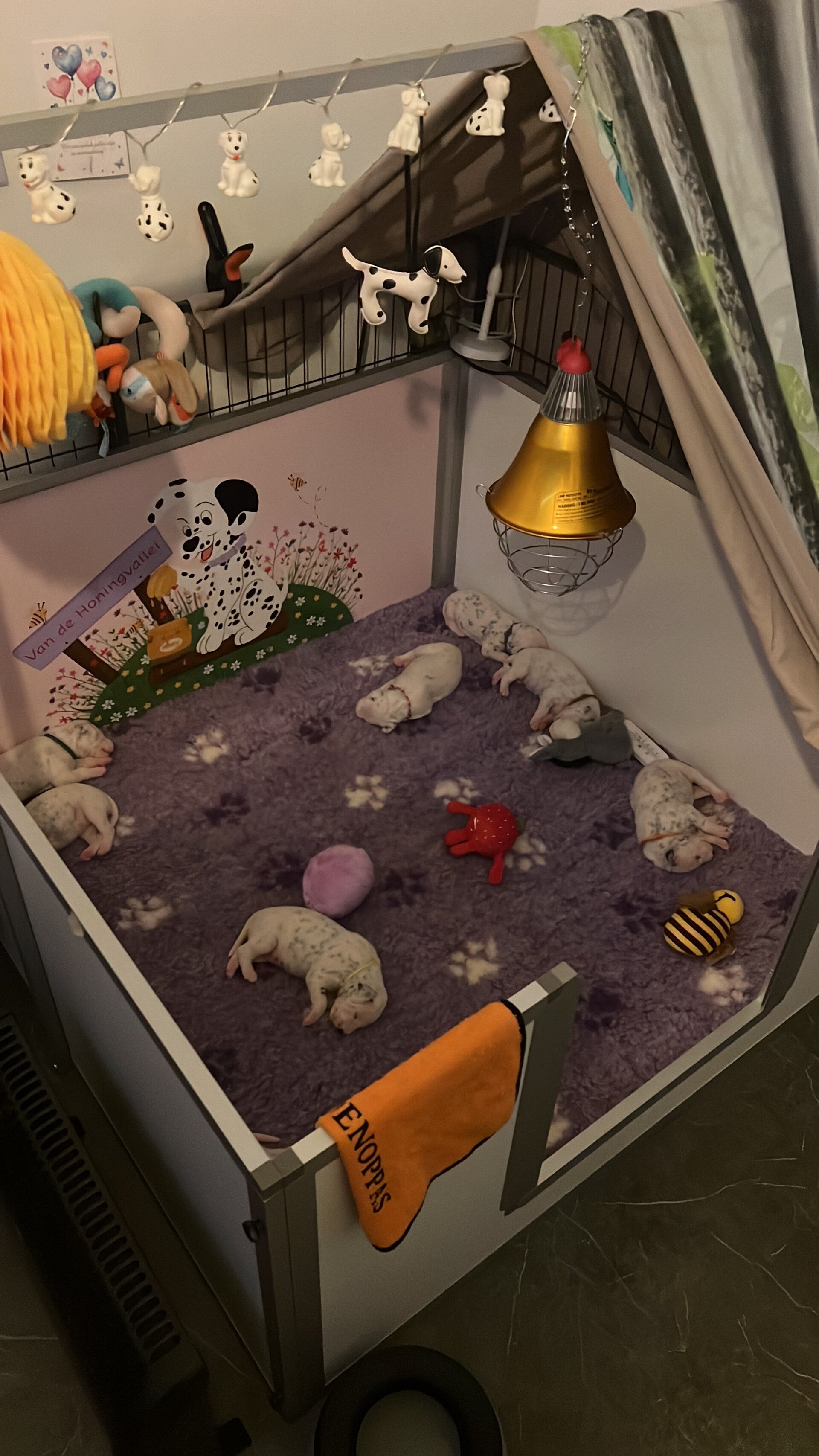 Fokker dalmatiër / Werpkist / dalmatiër pups