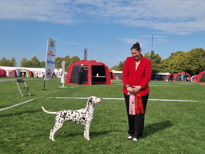 DalmatiΓ«r fokker/ Dogshow Dalmatische hond