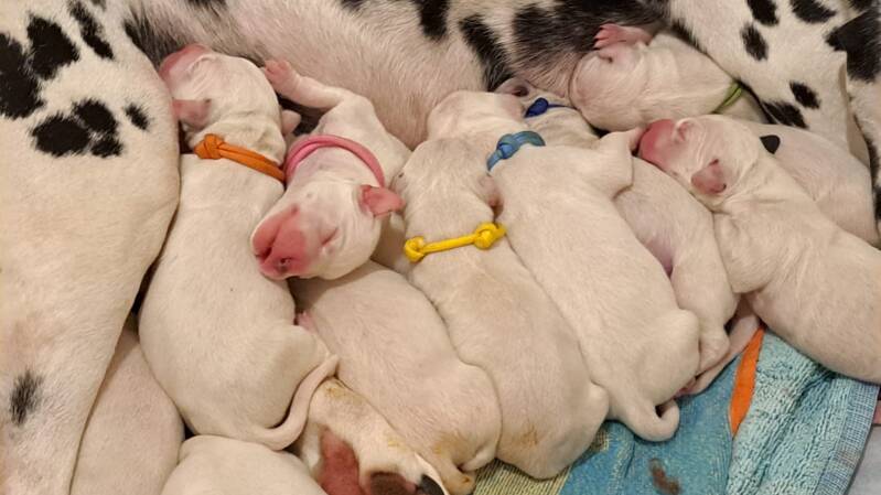 Dalmatier puppy/Fokker van de Dalmatiërs/Dalmatische hond