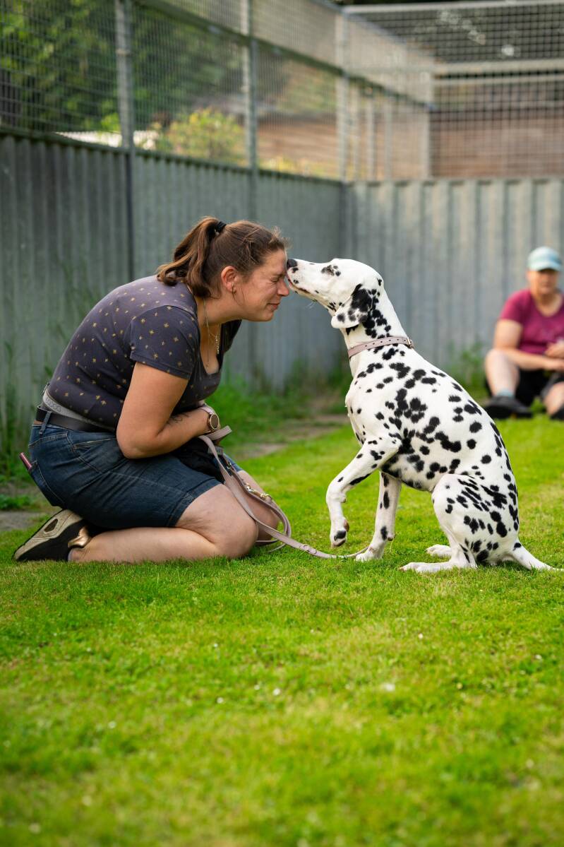 Fokker van de Dalmatiërs/Dalmatische hond