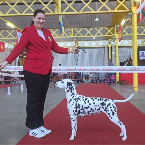 Dogshow Dalmatian / DalmatiΓ«r fokker