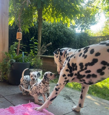 Fokker van de Dalmatiërs/Dalmatische hond