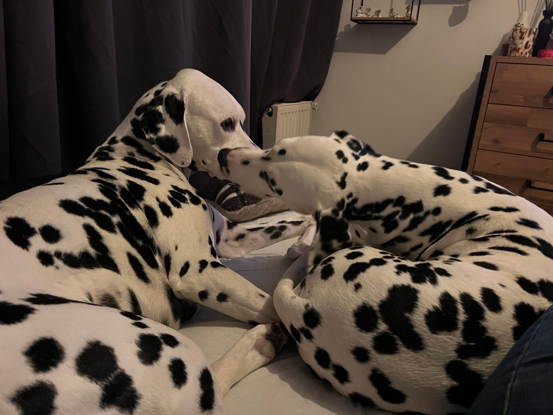 Fokker van de Dalmatiërs/Dalmatische hond