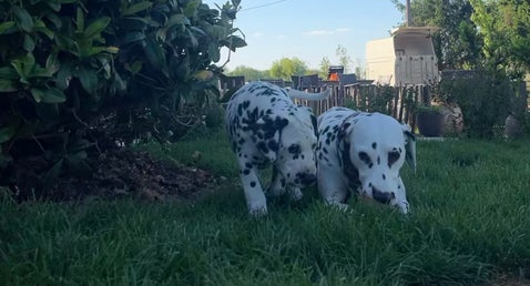 Puppies van fokker van de Dalmatiërs