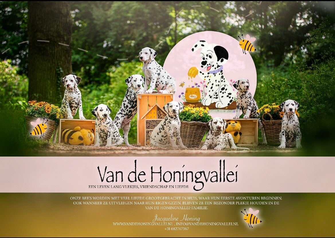 Fokker van de Dalmatiërs/Dalmatische hond