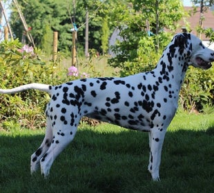 Honey Dalmacademy's Perfect Picture/ Fokker van de Dalmatiërs/Dalmatische hond
