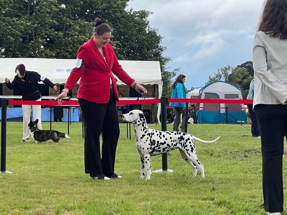 DalmatiΓ«r fokker/ Dogshow Dalmatische hond