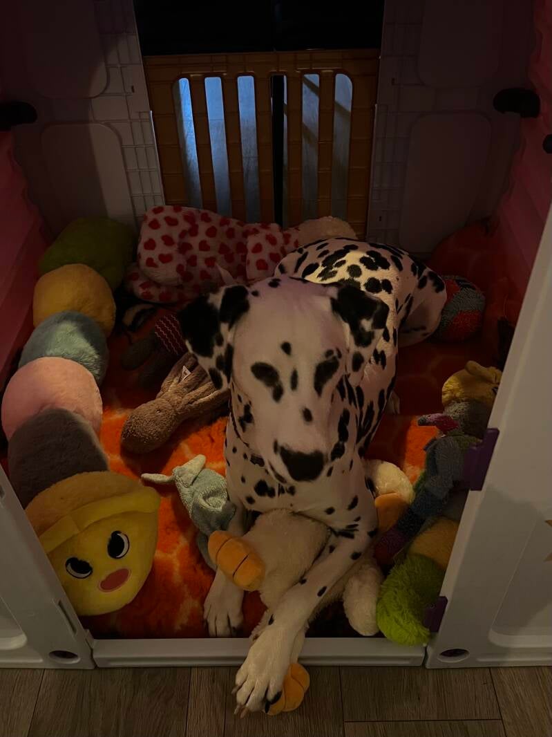 Fokker van de Dalmatiërs/Dalmatische hond/Dalmatier pup