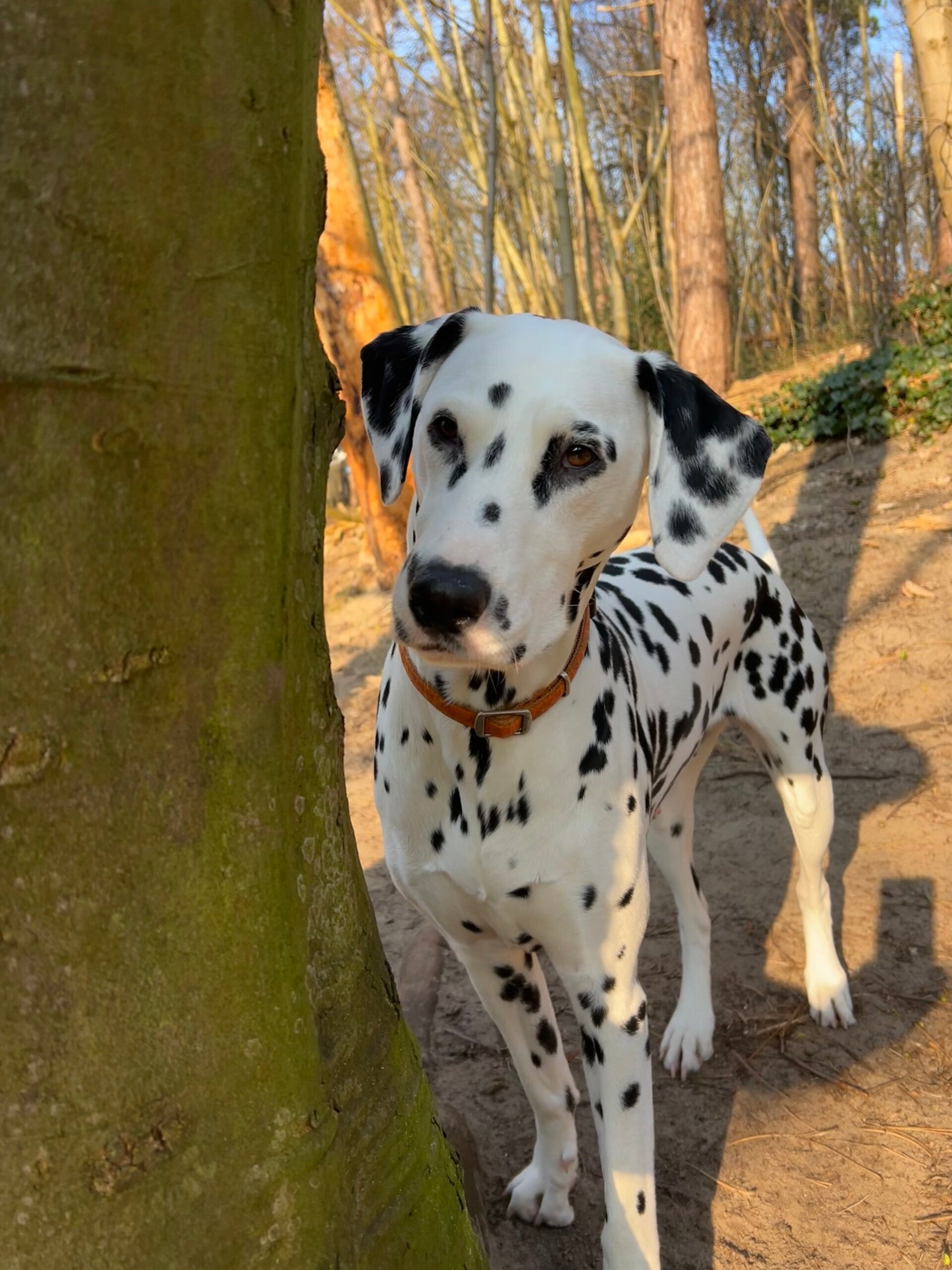 Fokker van de Dalmatiërs/Dalmatische hond