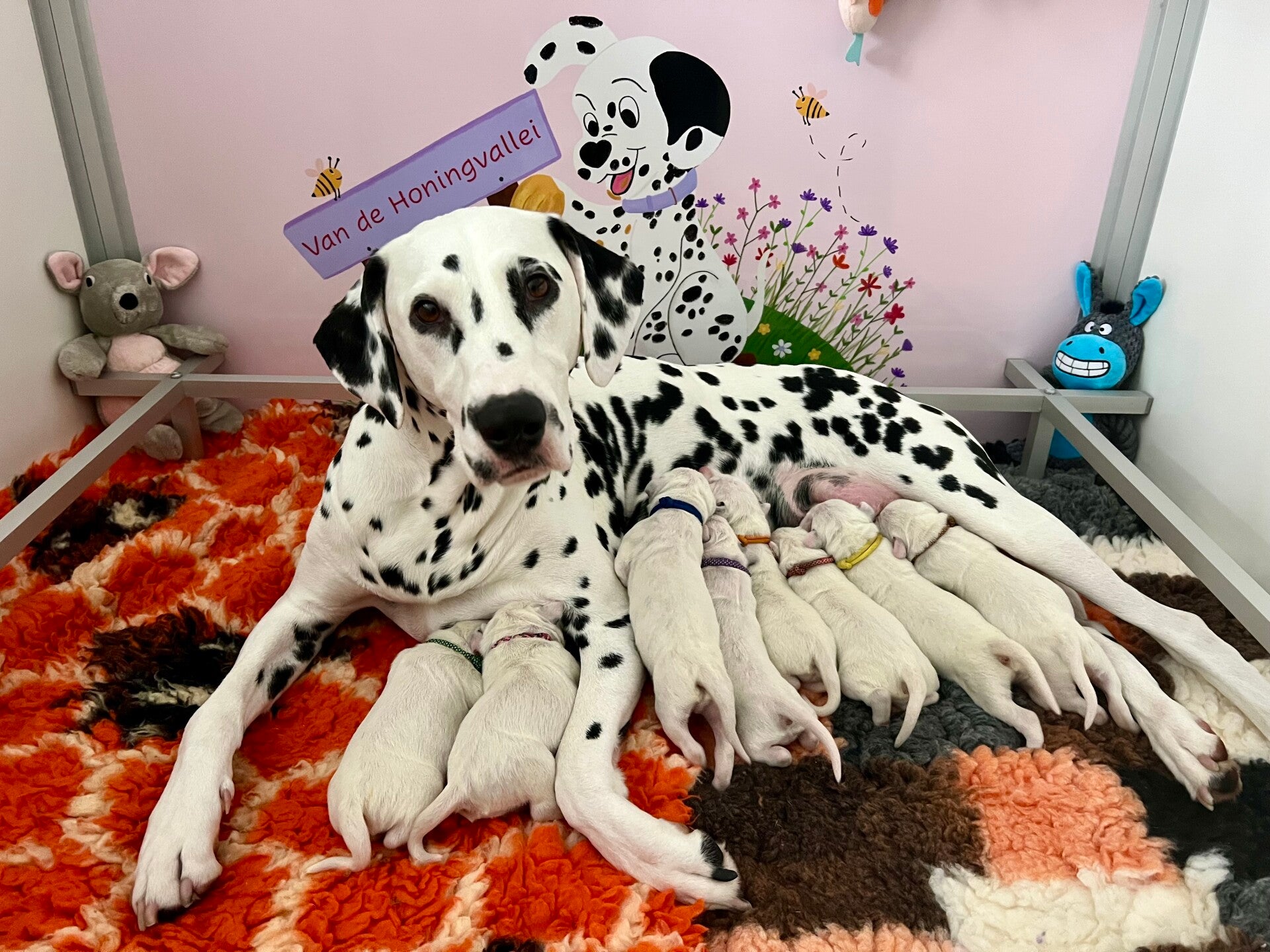 Fokker van de Dalmatiërs/Dalmatische hond