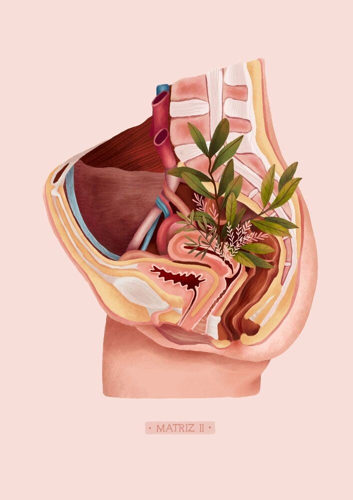 sezione anatomica delbacino disegnato amorevolmente in cui è possibile osservare la relazione anatomica tra utero, vescica e retto