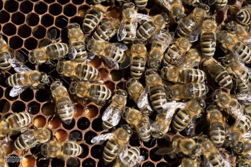 Bienen, wabe, Honig, Andelfingen, Gerber