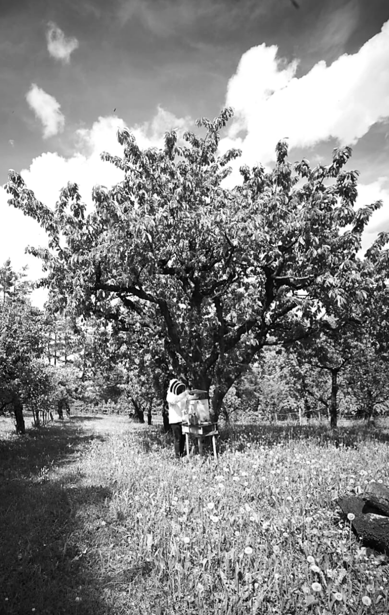 Bienenableger, Obstgarten, Imkerin