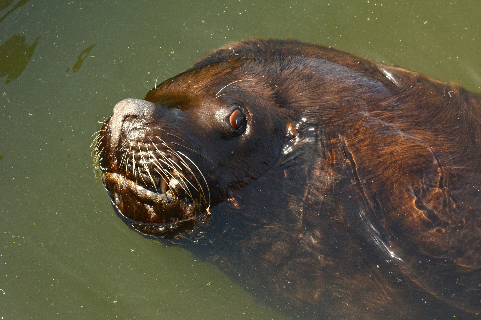 sea lion in punta del este uruguay