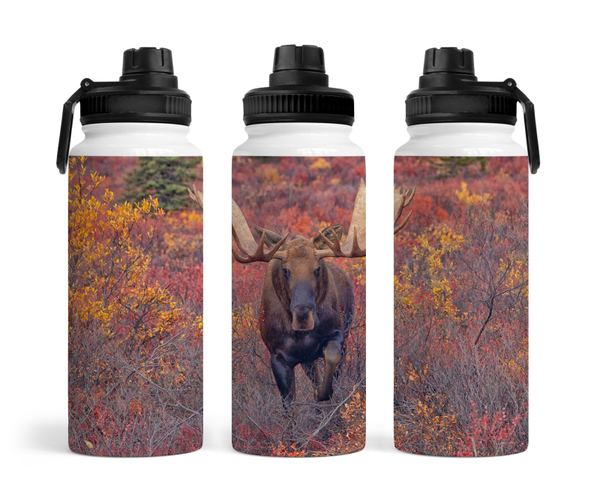 Magical Moose Moments