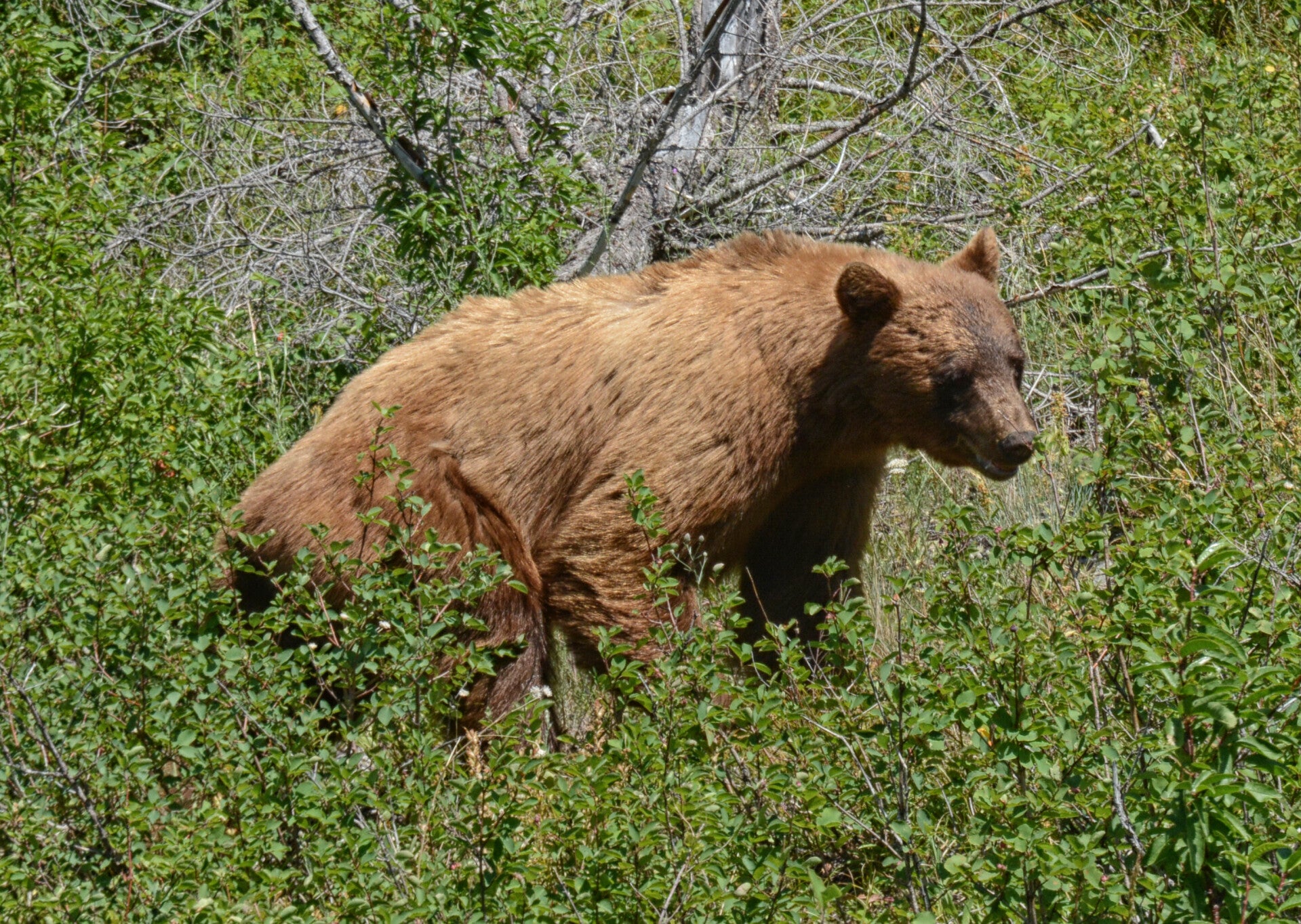 best wildlife viewing bear in montana