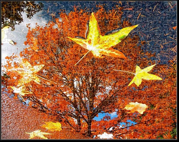 A Reflection of Fall