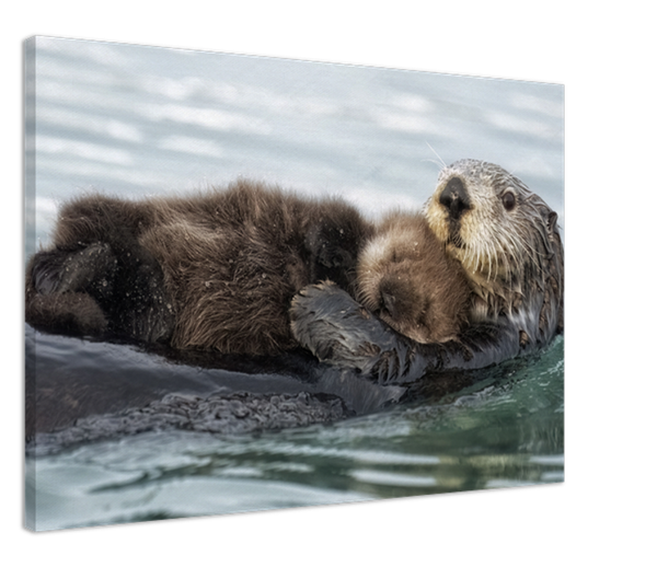 Baby's First Picture