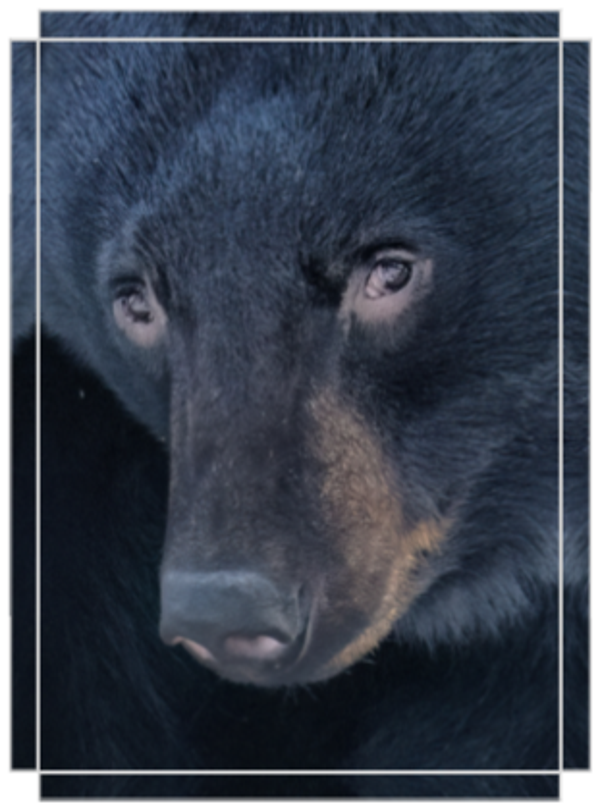 Black Bear Portrait