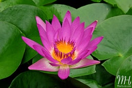 mdh_4920-2.jpg