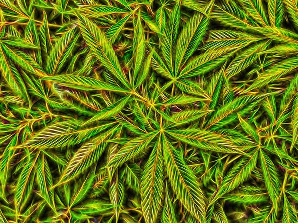 Cannabliss