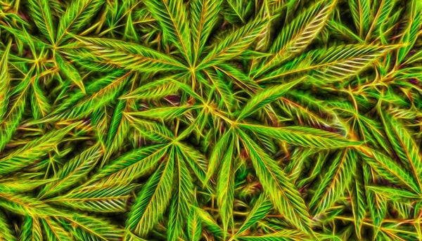 Cannabliss