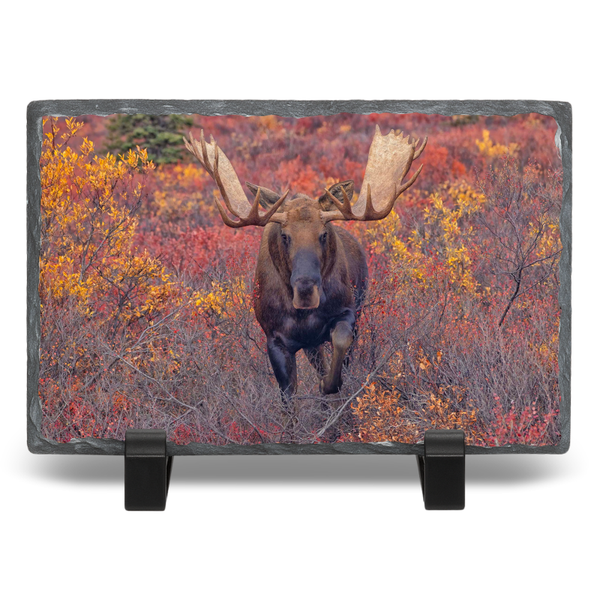Magical Moose Moments