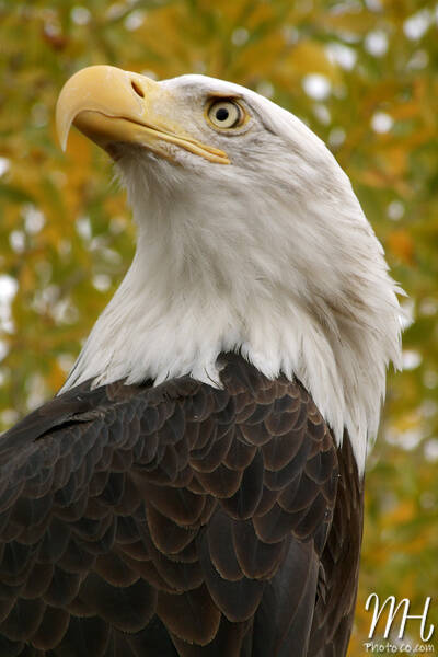 eagle-6.jpg