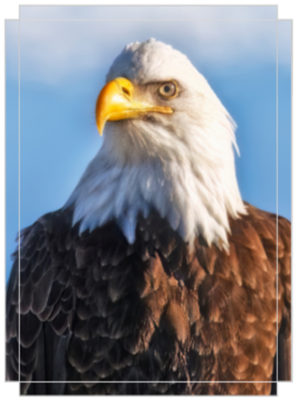 Eagle Portrait