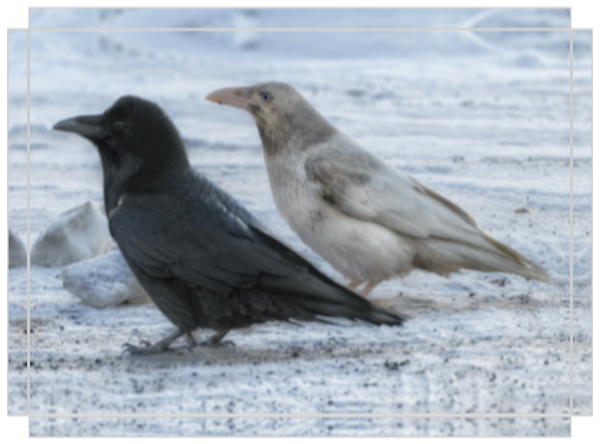 Ebony & Ivory