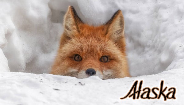 Peek-a-Boo