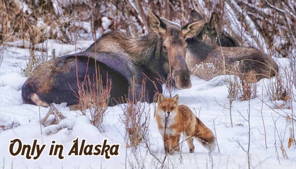 Local Wildlife Hangout Club