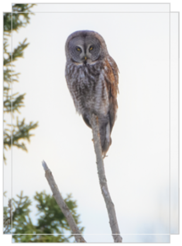 The Majesty of the Great Grey Owl